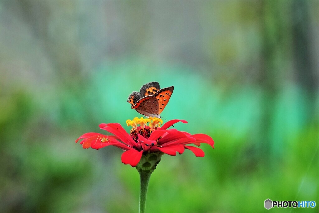 紅３態～ⅰ