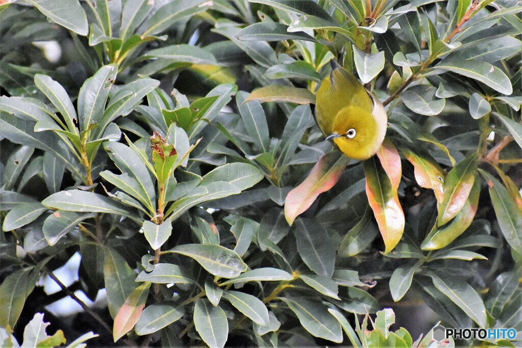 見つけられたか～