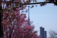 陽光桜とスカイツリー