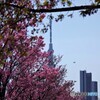 陽光桜とスカイツリー