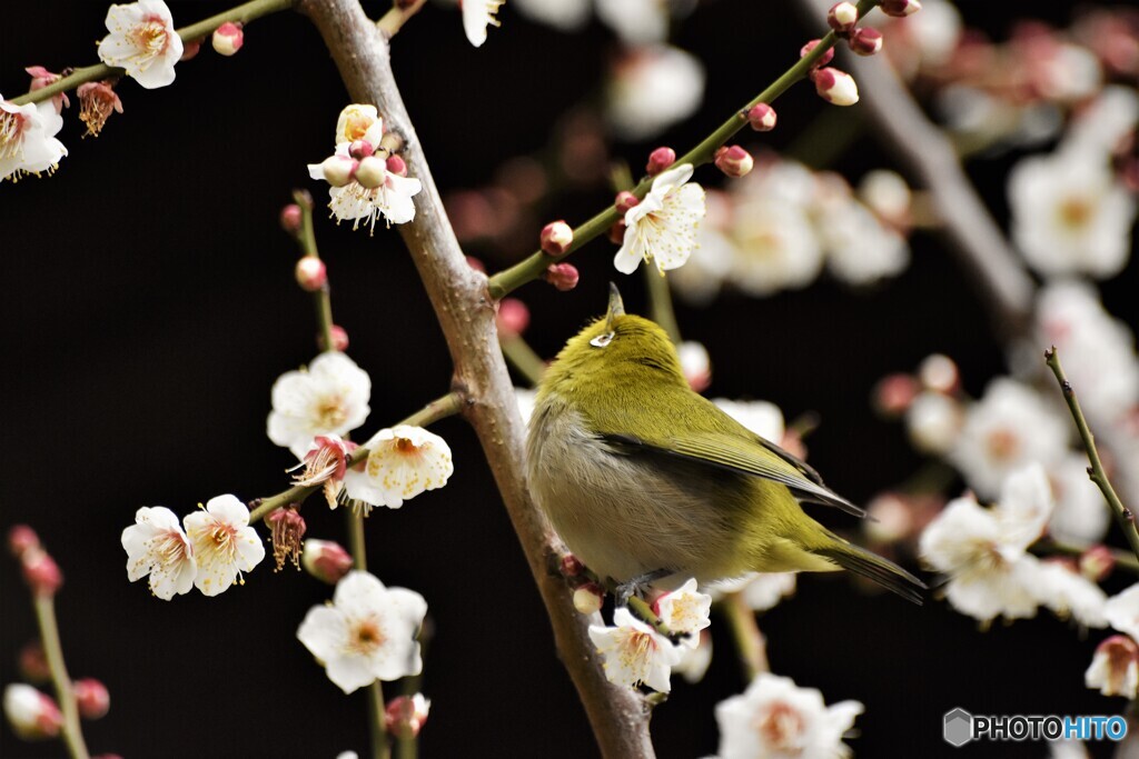 White-eye