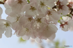 卯月桜ー江戸彼岸ー２