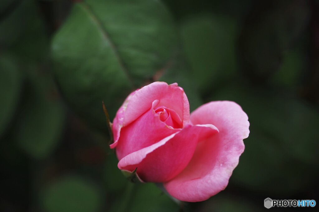 秋の華～ⅱ