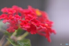 ベランダで咲く～ⅲ