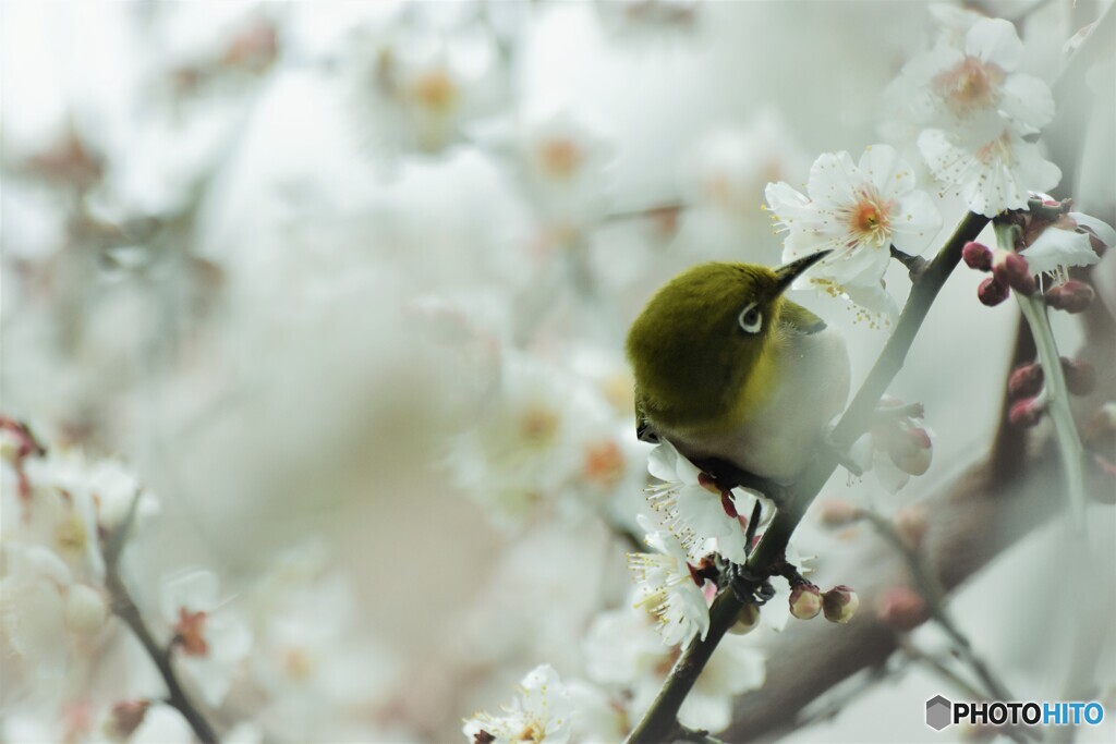 梅見～ⅱ
