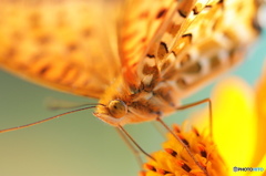 ツマグロヒョウモンの舞－16