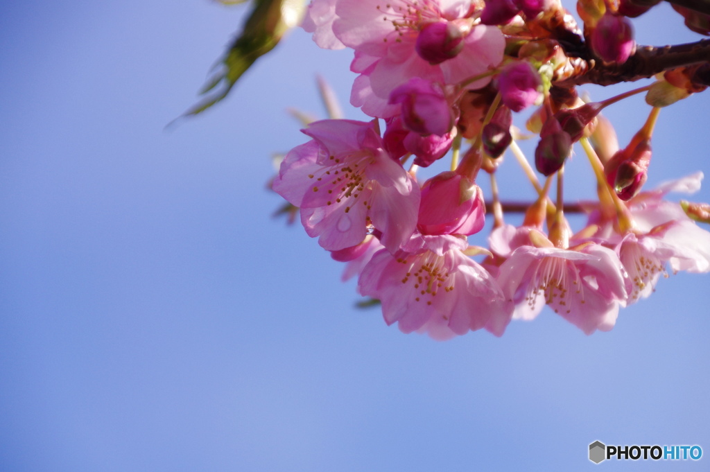 今戸の桜