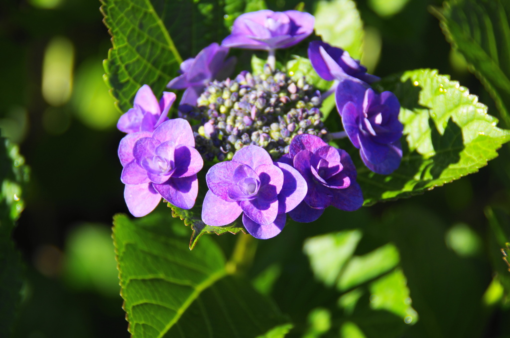 雨上がり紫陽花－１４