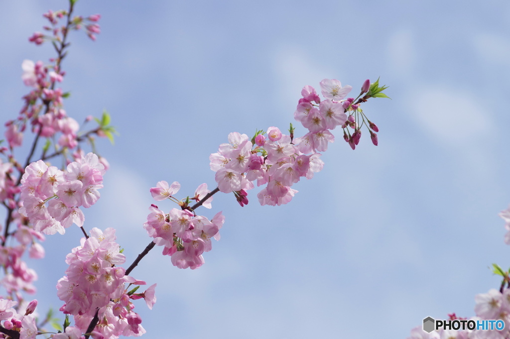 江戸彼岸桜