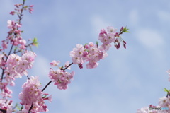 江戸彼岸桜