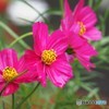 雨に濡れる～②