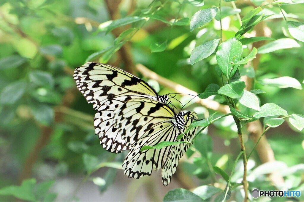 ２０２３生物園～xv