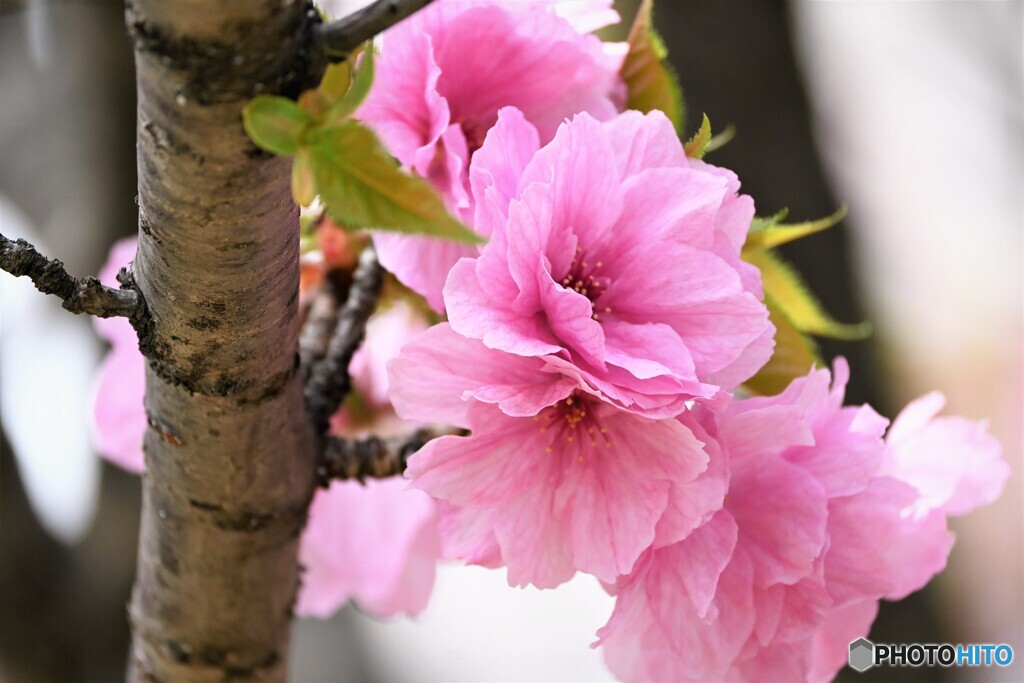 汐入八重桜 八重紫～ⅱ