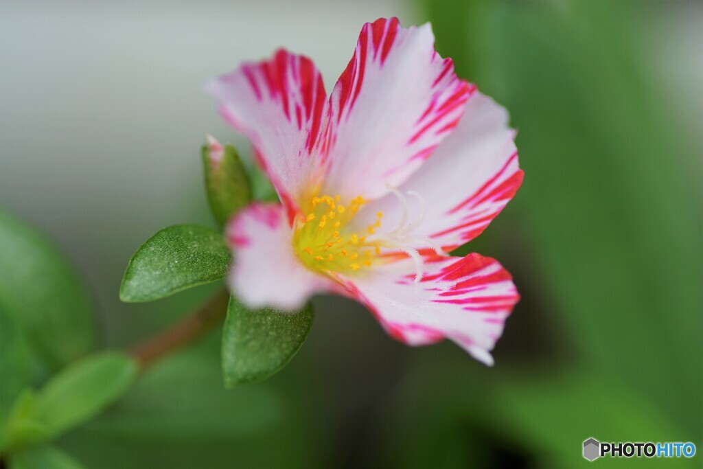 初見の花