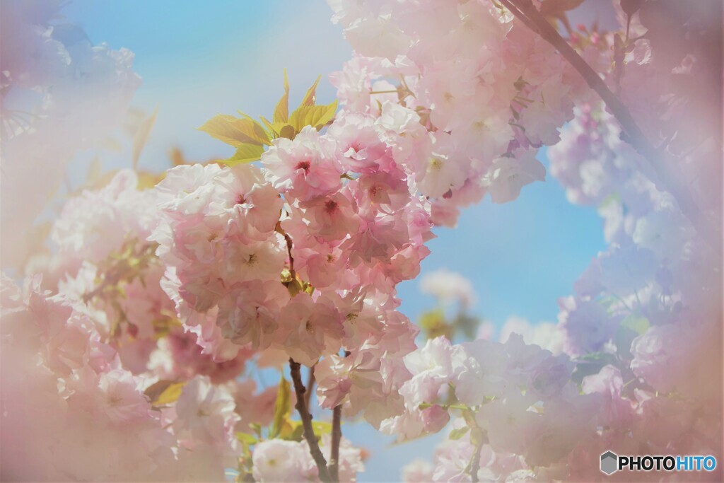 センターフォーカス八重桜