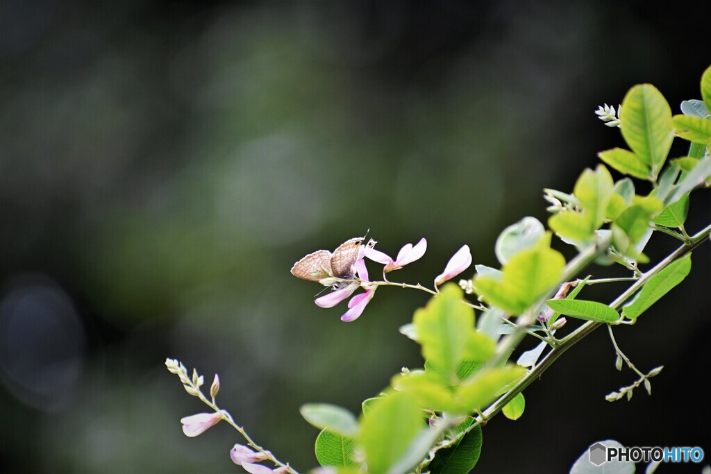 萩の花