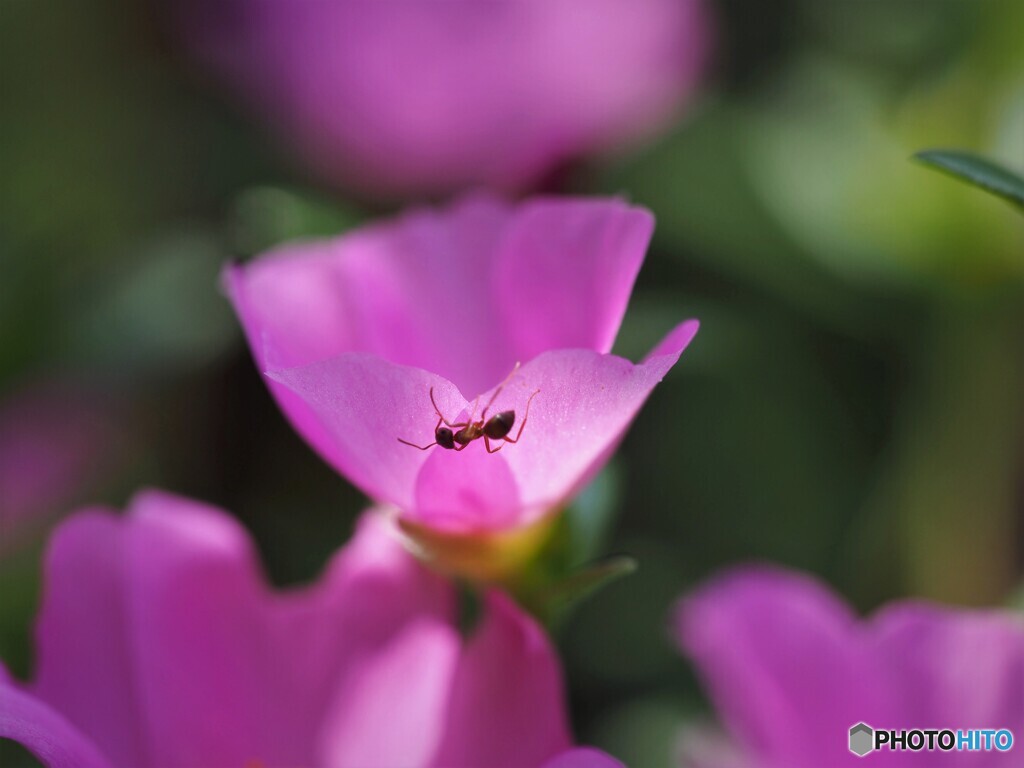 蟻とポーチュラカ