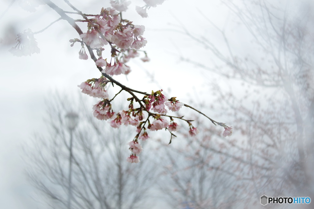 弥生桜ーⅡ