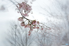 弥生桜ーⅡ