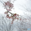 弥生桜ーⅡ