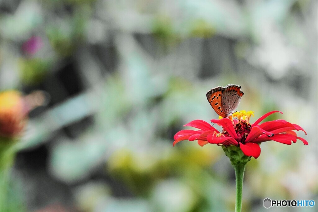 紅の開花
