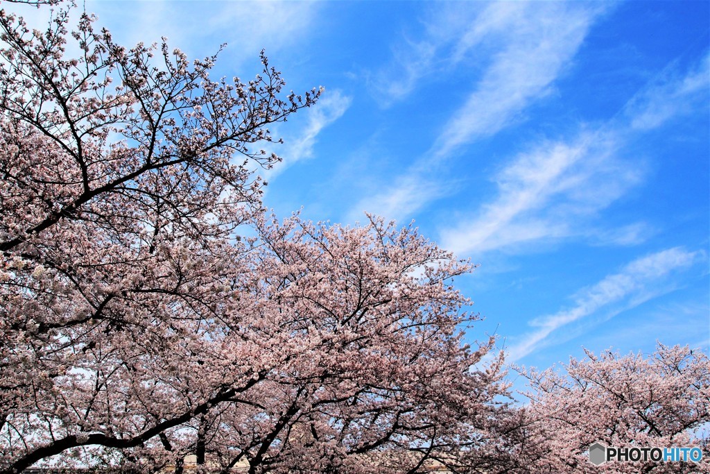 満開ソメイヨシノ