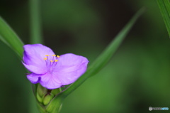 皐月花ーつゆ草