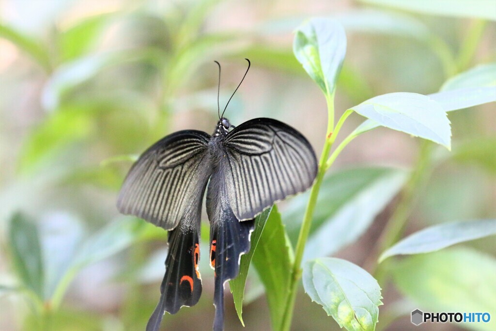 黒の彩