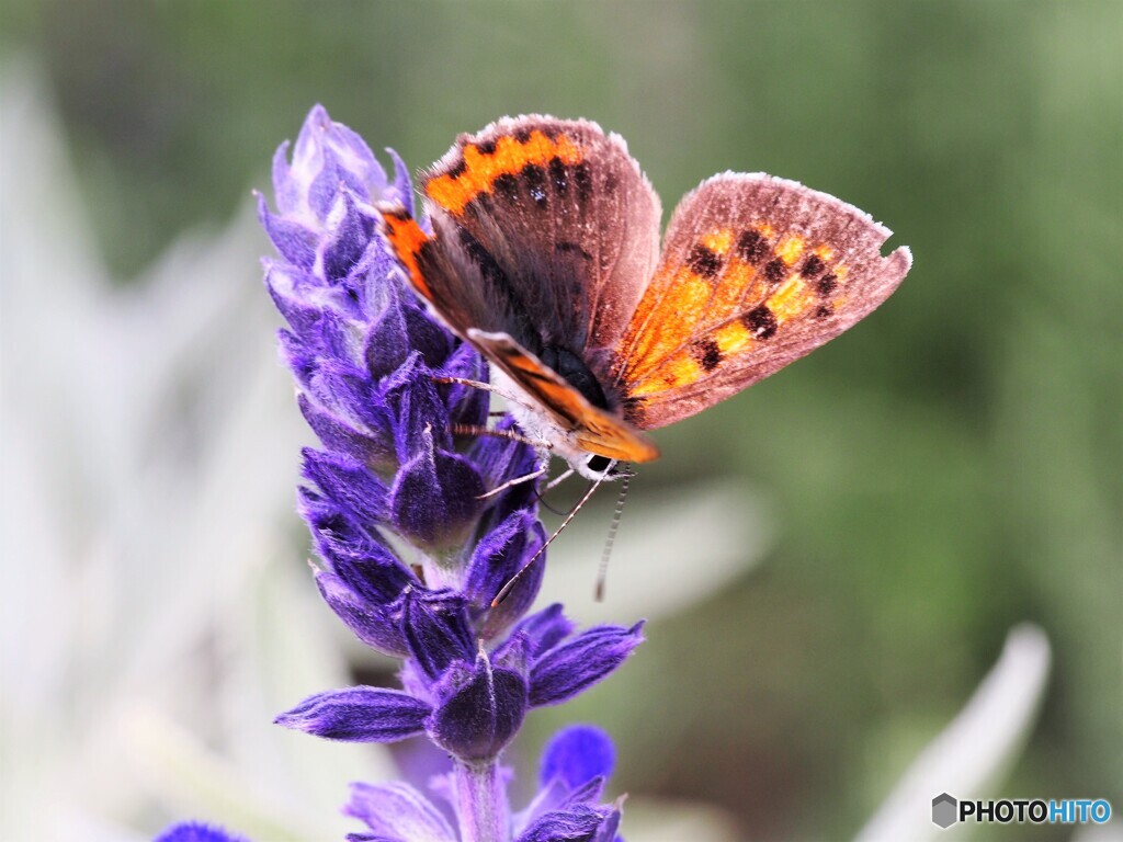 紅の華