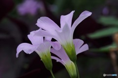 Oxalis triangularis