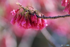 汐入 寒緋桜。