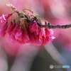 汐入 寒緋桜。