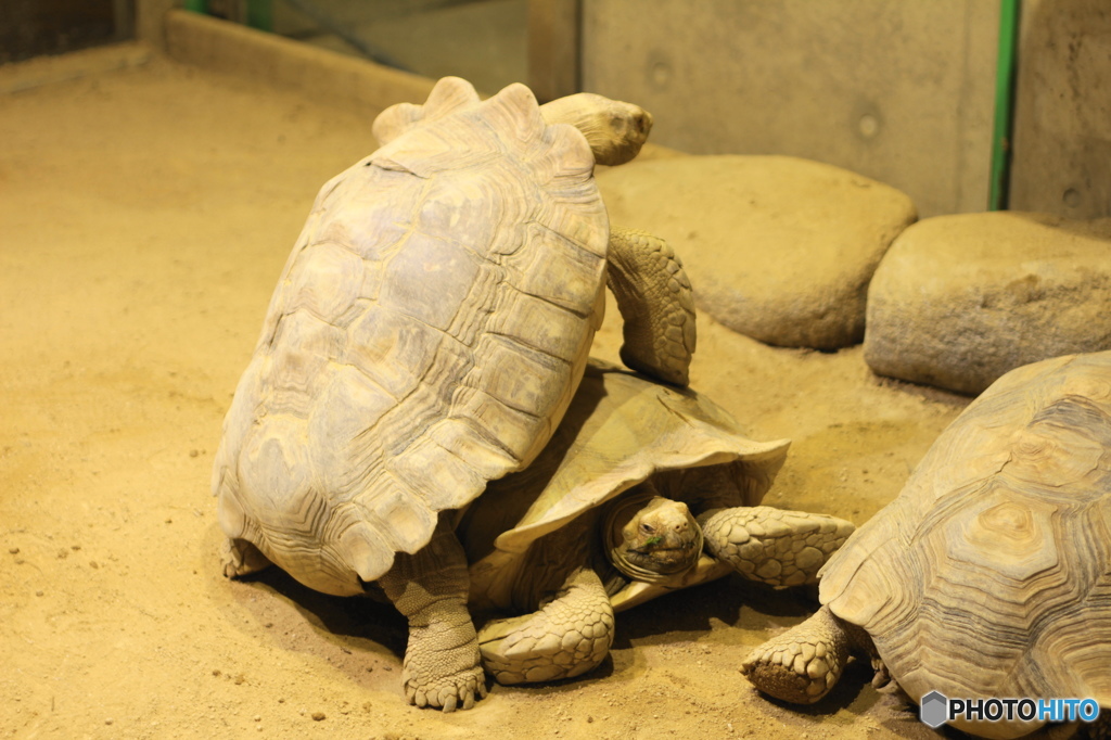 生物園の仲間ー１
