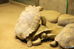 生物園の仲間ー１