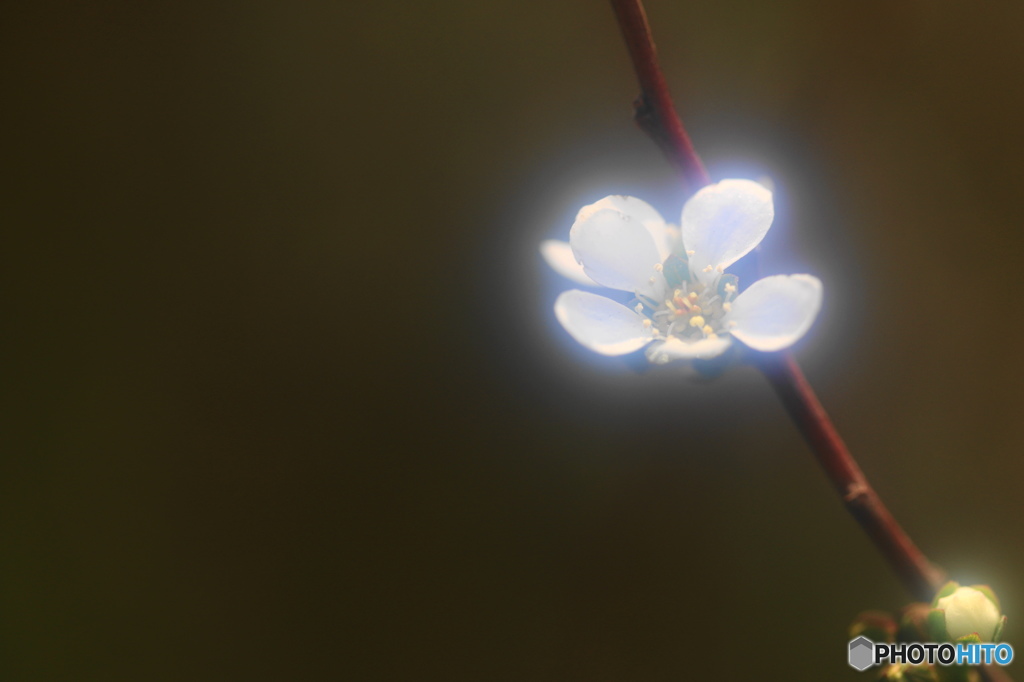 弥生花―23