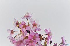 汐入河津桜透過ⅲ