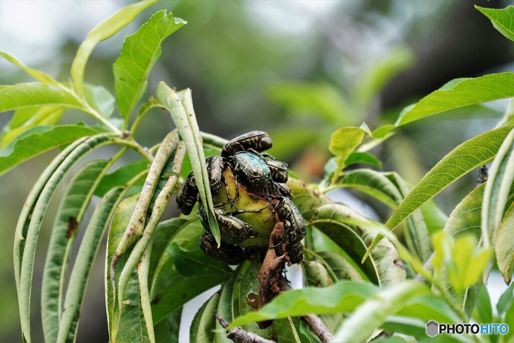 群れる