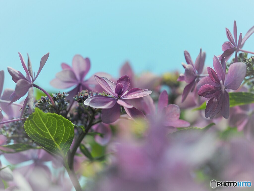 梅雨時の華～ⅲ