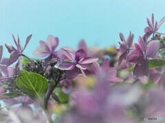 梅雨時の華～ⅲ