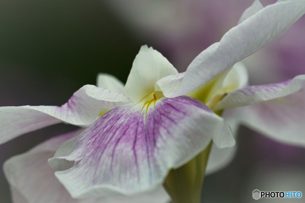 堀切花菖蒲～ⅳ