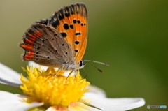 紅シジミチョウの舞－31