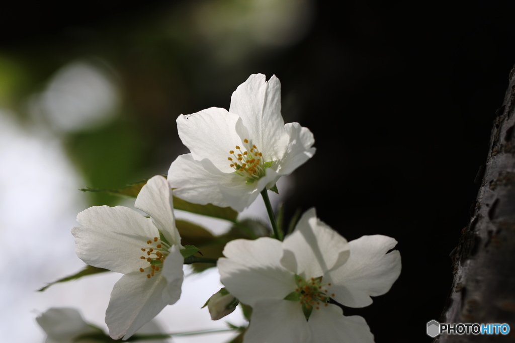 卯月桜ー大島桜ー１