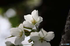 卯月桜ー大島桜ー１
