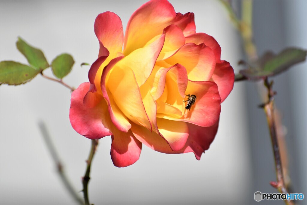 冬薔薇の誘惑～⓶