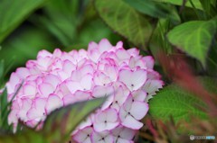 梅雨に咲く花～ⅴ