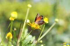 秋色の紅シジミ