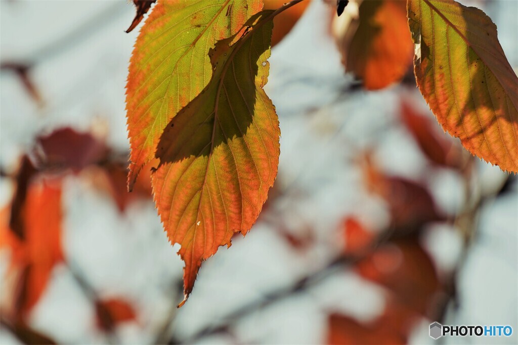 桜の紅葉～御衣黄