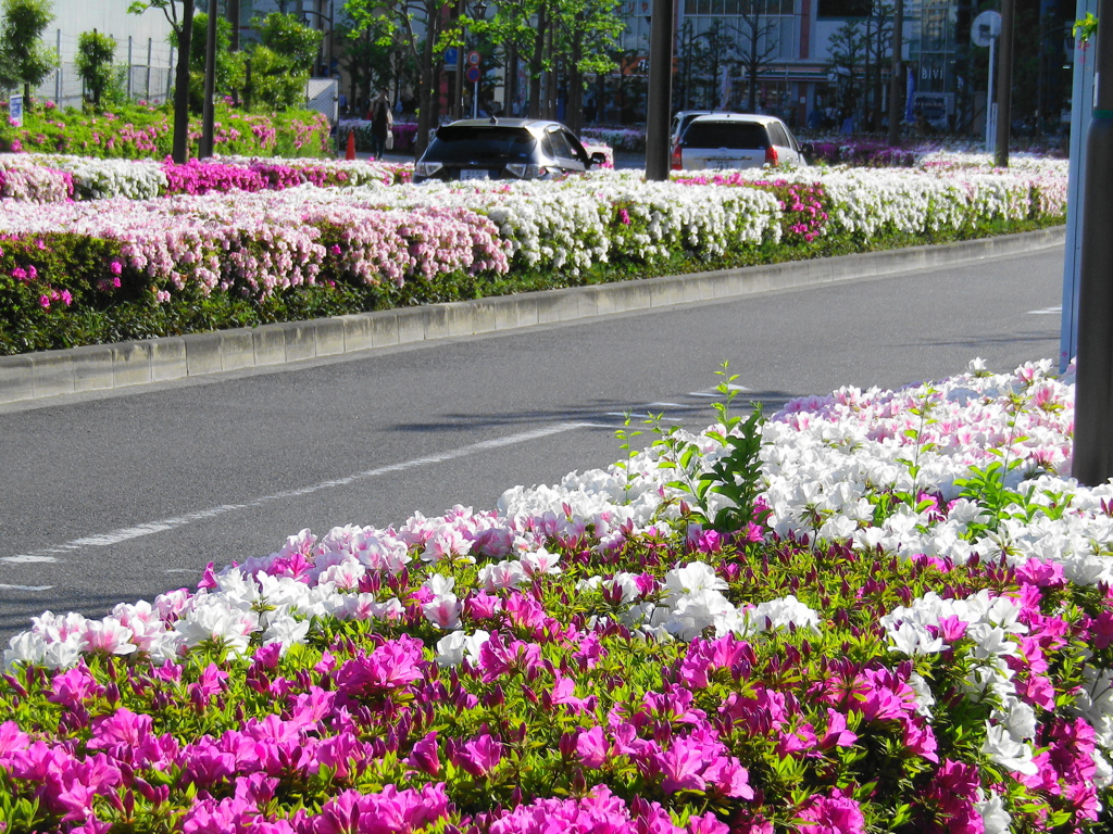 駅前ツツジ満開