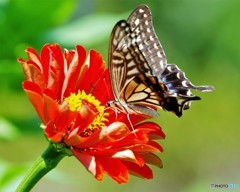 真夏のアゲハ～①