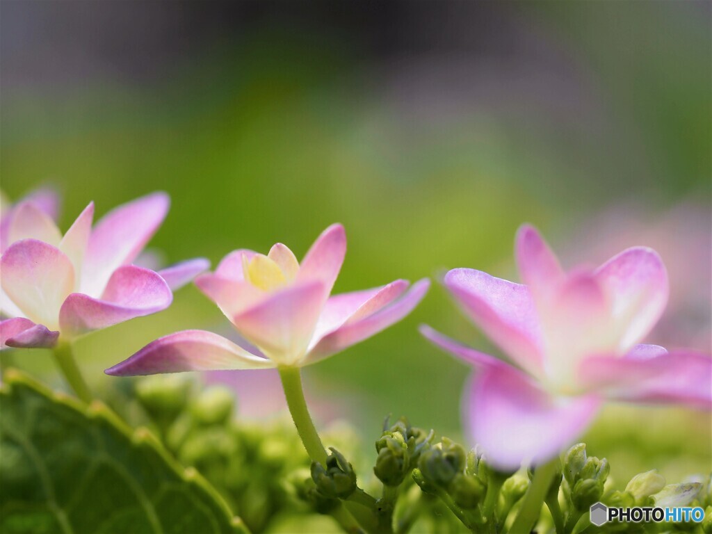 梅雨の華～ⅲ